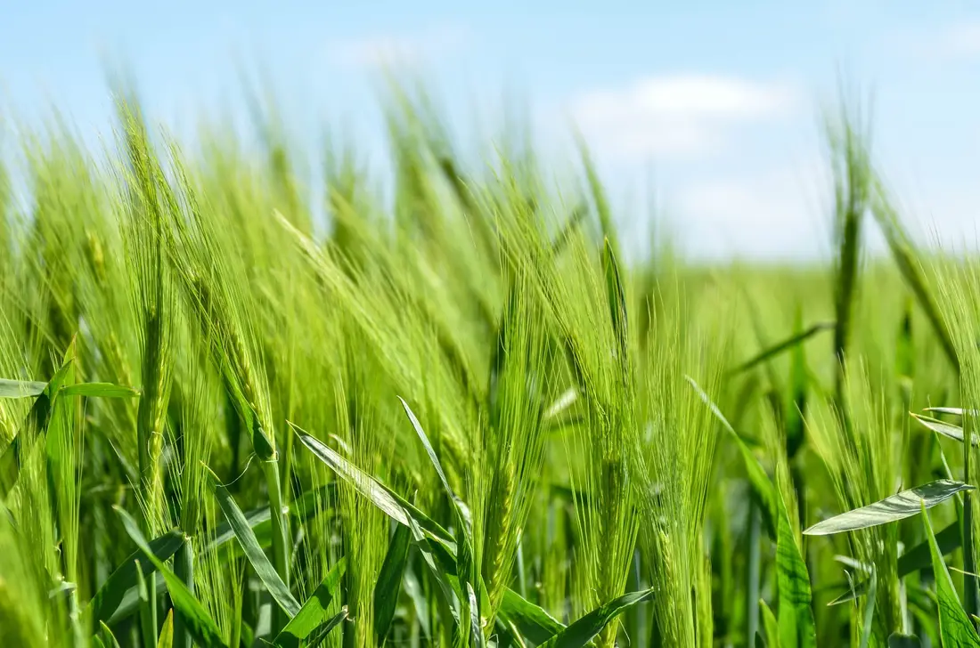 Campo de trigo verde, símbolo de crescimento